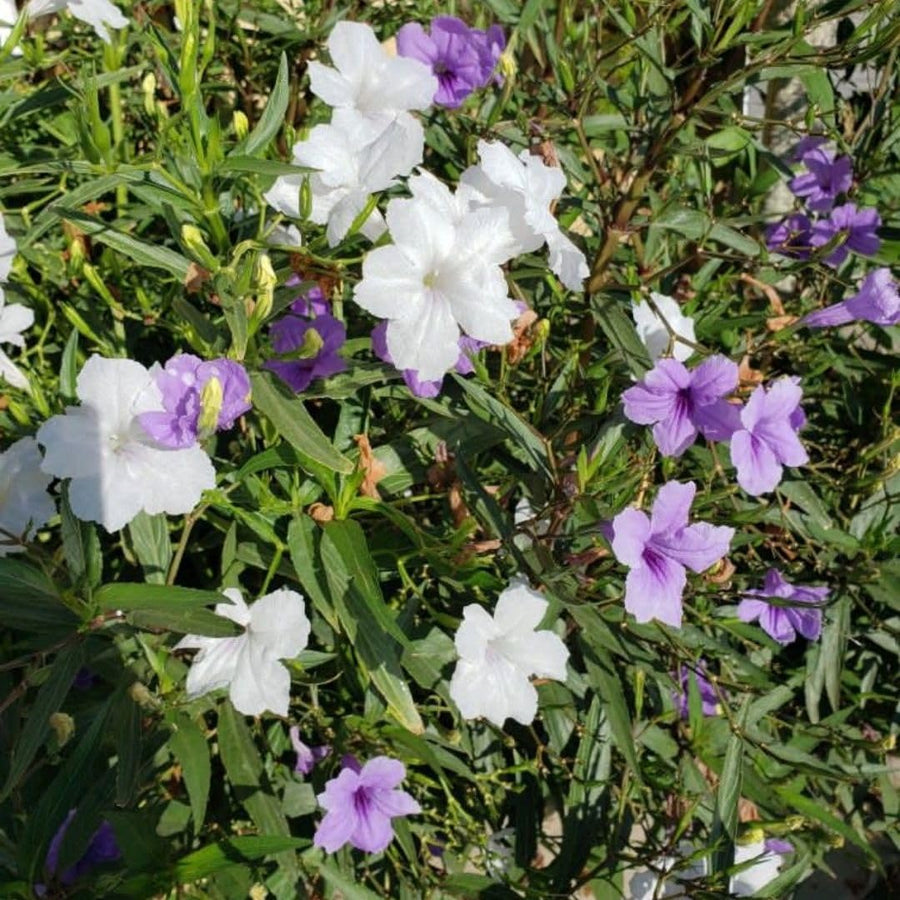 Pack 2 Mexican Petunias Live Plants, Mixed Colors Petunias Plant 4-8" Tall, 3 Plants Per 4" Pot, Vibrant Flowers for Outdoor Gardens