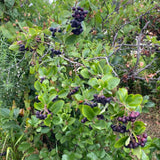 Chokeberry Plant Live, Black Chokeberry Live Plant for Home Garden, 2-3 Years Old Bare Roots, Black Berries Shrub, 14 to 16 Inches Tall