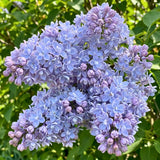 Double Lavender-Blue Lilac Bush Live Tree Plant, 1 Year Old Tree for Planting, 6 to 12 Inches in Tall, Hardy Shrub, Dormant in Winter