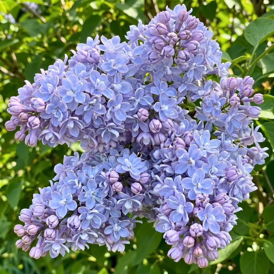 Double Lavender-Blue Lilac Bush Live Tree Plant, 1 Year Old Tree for Planting, 6 to 12 Inches in Tall, Hardy Shrub, Dormant in Winter