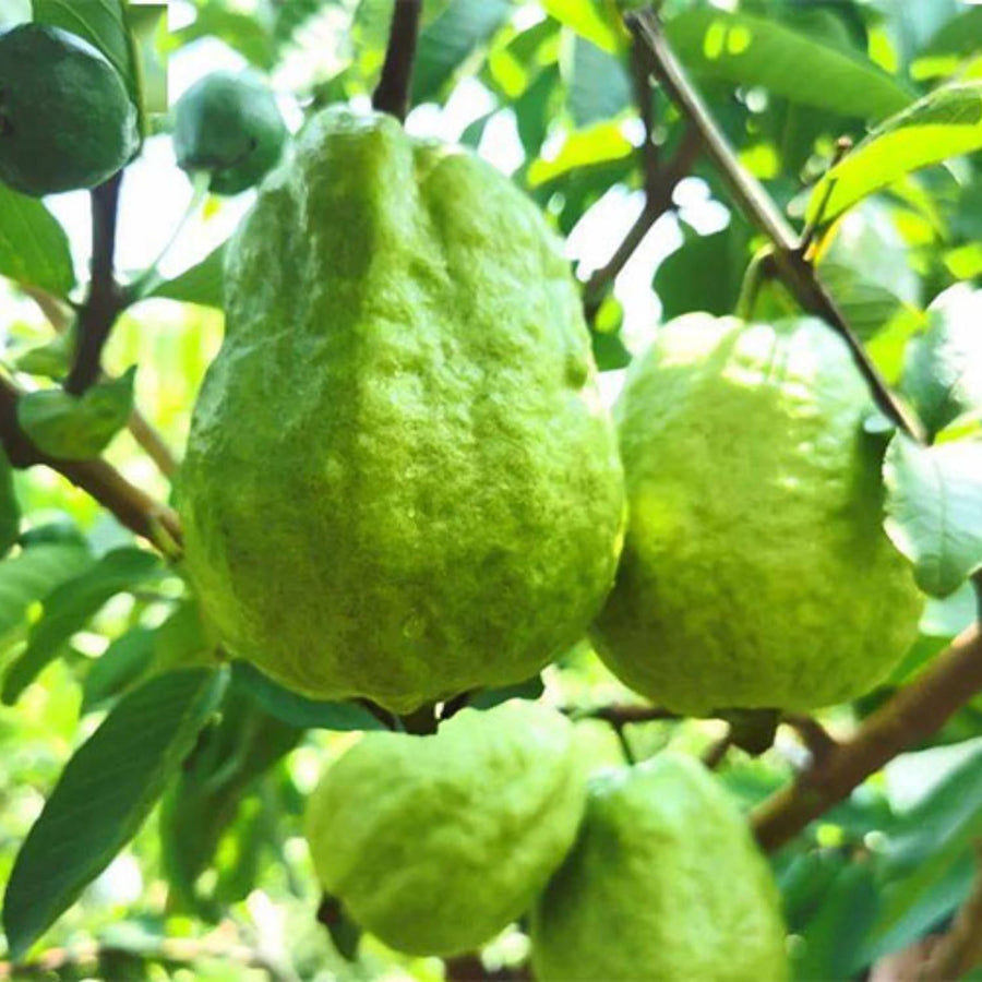 White Guava Tree Live Plant, Tropical Fruit Plant, 6 to 8 Inc Tall, 4 Inc Potted, White Flower