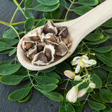 Moringa Oleifera Tree Live Plant, Malunggay Plant Live, 1 Gallon Pot, Moringa Tree Plant Live, Drumstick Malunggay, 10-14" Tall