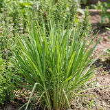 Set 250 Lemongrass Seeds, Lemongrass Seeds for Planting, Fragrant Herbs for Patio and Outdoor Garden