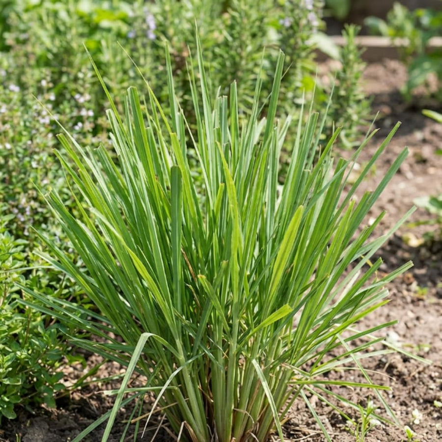 Set 250 Lemongrass Seeds, Lemongrass Seeds for Planting, Fragrant Herbs for Patio and Outdoor Garden