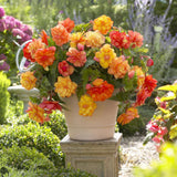 Begonia Live Plant Outdoor, Can Grow As Weeping Begonia, Orange Yellow Begonia, Fast-Growing, Easy-Care Flowering Plant for Gardens Containers, 5-9” Tall, No Pot, Begonia Maculata Plants
