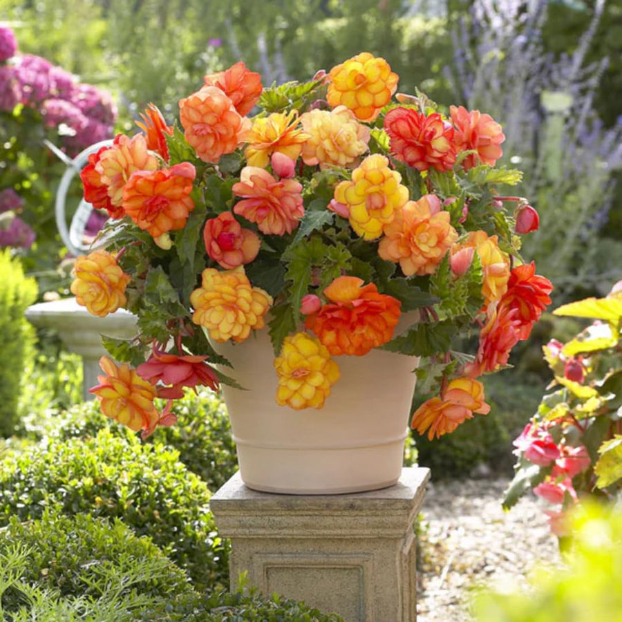 Begonia Live Plant Outdoor, Can Grow As Weeping Begonia, Orange Yellow Begonia, Fast-Growing, Easy-Care Flowering Plant for Gardens Containers, 5-9” Tall, No Pot, Begonia Maculata Plants