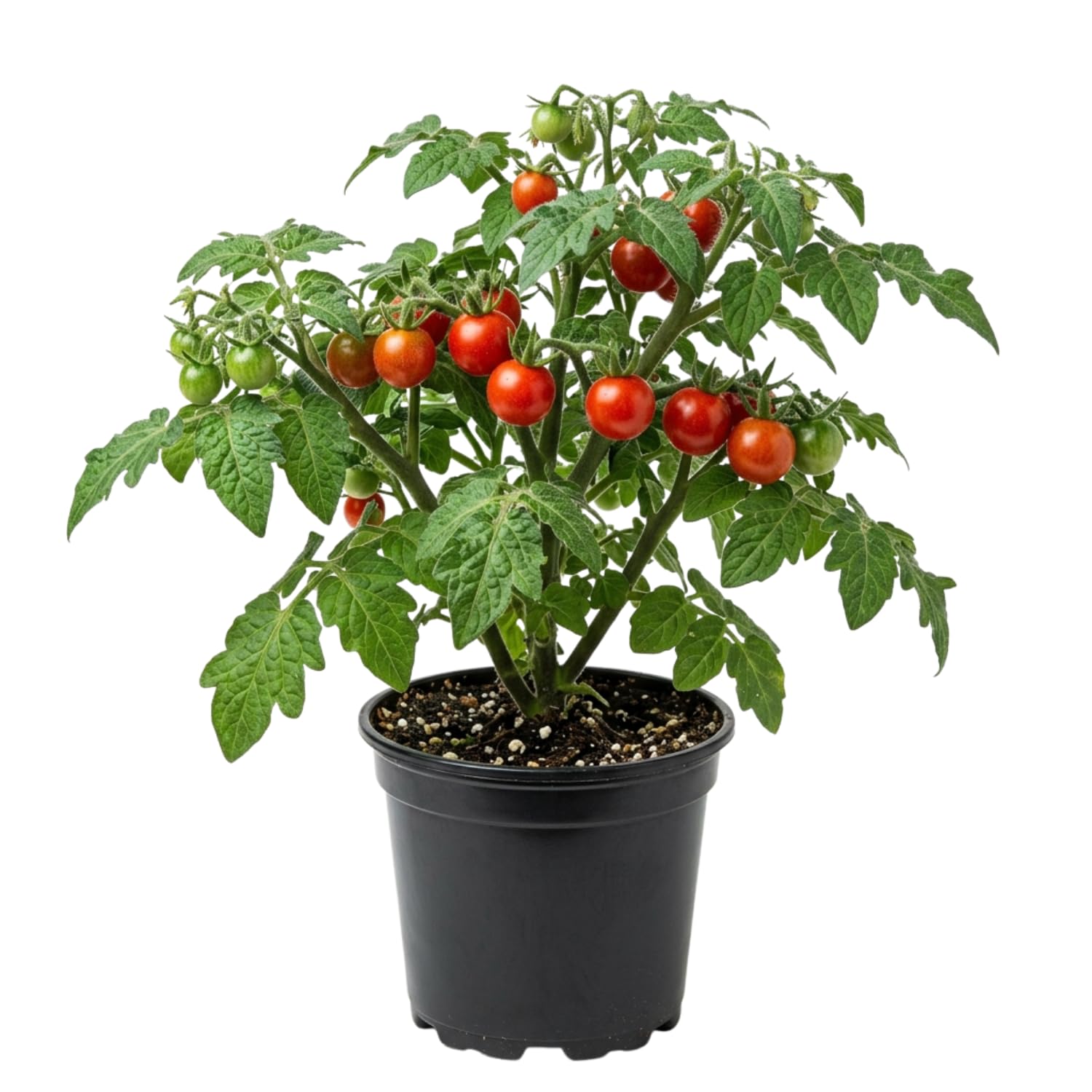 Tomato Plant Live, Tomato Cherry Red Plant 8-10'' Height, 4 Inches Pot, Vegetable Plant for Outdoor Garden