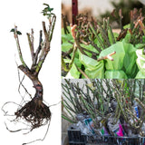 Climber Rose Plant Live - Climbing Rose - Come Bare Root with Soil, No Leaves, 5 to 7 Inches (Don Juan)
