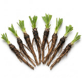 8 Comfrey Bocking 14 Live Roots, Comfrey Root Cuttings for Planting, 2-5" Perennial Herb Root Plant for Outdoor Garden