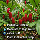 2 Awapuhi Shampoo Ginger Live Plants, Zingiber Zerumbet Pinecone Ginger Lily, Shampoo Ginger Plants Live for Outdoor Planting, 3–5 Inches Tall, Tropical Garden Plant, No Pot