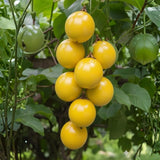 Passionfruit Live Plant 10-12″ Tall, Passion Fruit Vine, Fast Growing Tropical Vine, Outdoor or Container Growing (Yellow)