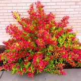 Red Weigela Tree Live Plant in 4 Inch Pot, Weigela Blooming Shrub, Vibrant Flowering Starter Plant 4-7" Tall for Outdoor Gardening
