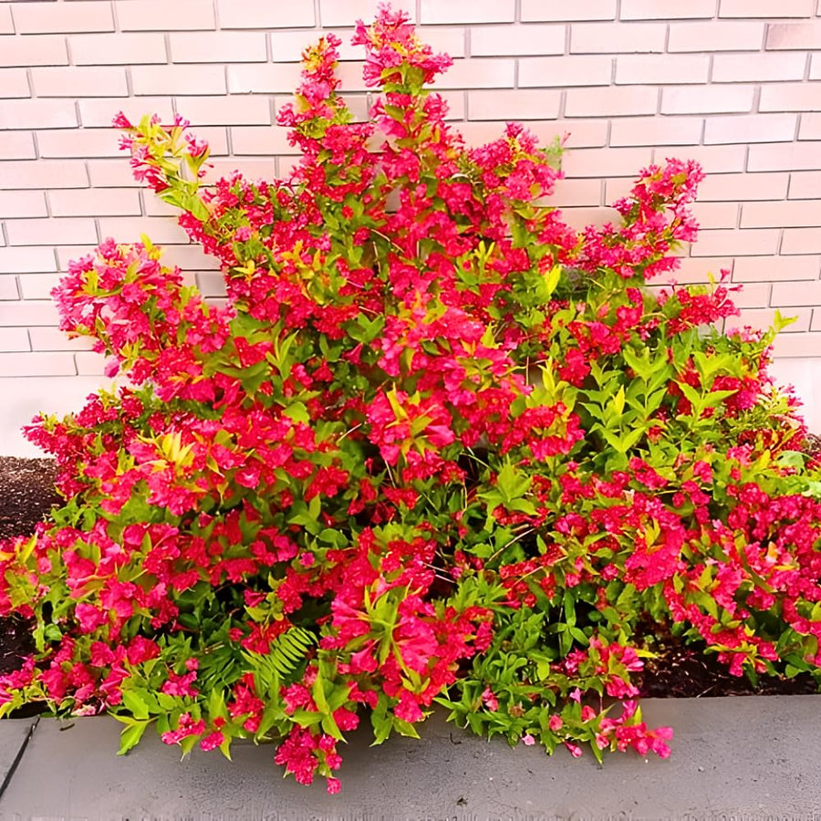 Red Weigela Tree Live Plant in 4 Inch Pot, Weigela Blooming Shrub, Vibrant Flowering Starter Plant 4-7" Tall for Outdoor Gardening
