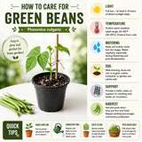 2 PPP Green Beans Plant Live, 4 to 6 Inches Tall, Green Bean Plants Live for Planting, Potted Vegetable Starter Plants for Home Gardens