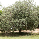 2 Pineapple Guava Trees Live Plants, 5 to 9 Inc Tall, Well Rooted, 1 Year Old Guava Tree, Fragrant Guava for Planting, Cold Hardy