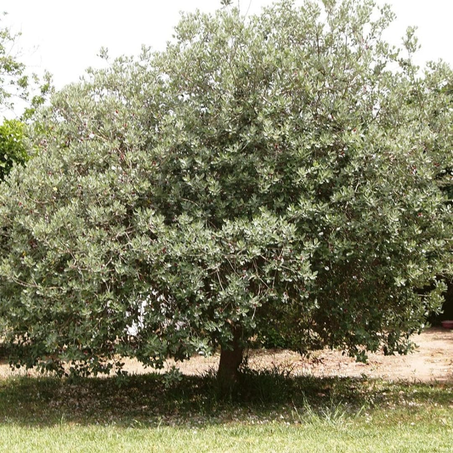 2 Pineapple Guava Trees Live Plants, 5 to 9 Inc Tall, Well Rooted, 1 Year Old Guava Tree, Fragrant Guava for Planting, Cold Hardy