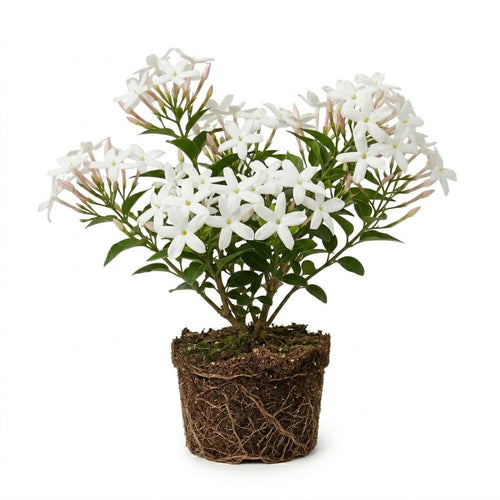 White Jasmine Plant, Fragrant Jasmine Flower Vine 4-8 Inches Well Rooted for Container, Hanging Basket Growing