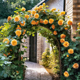 Sunrosa Rose Plant Live, Come Bare Root with Soil, No Leaves, 5 to 7 Inches (Yellow)