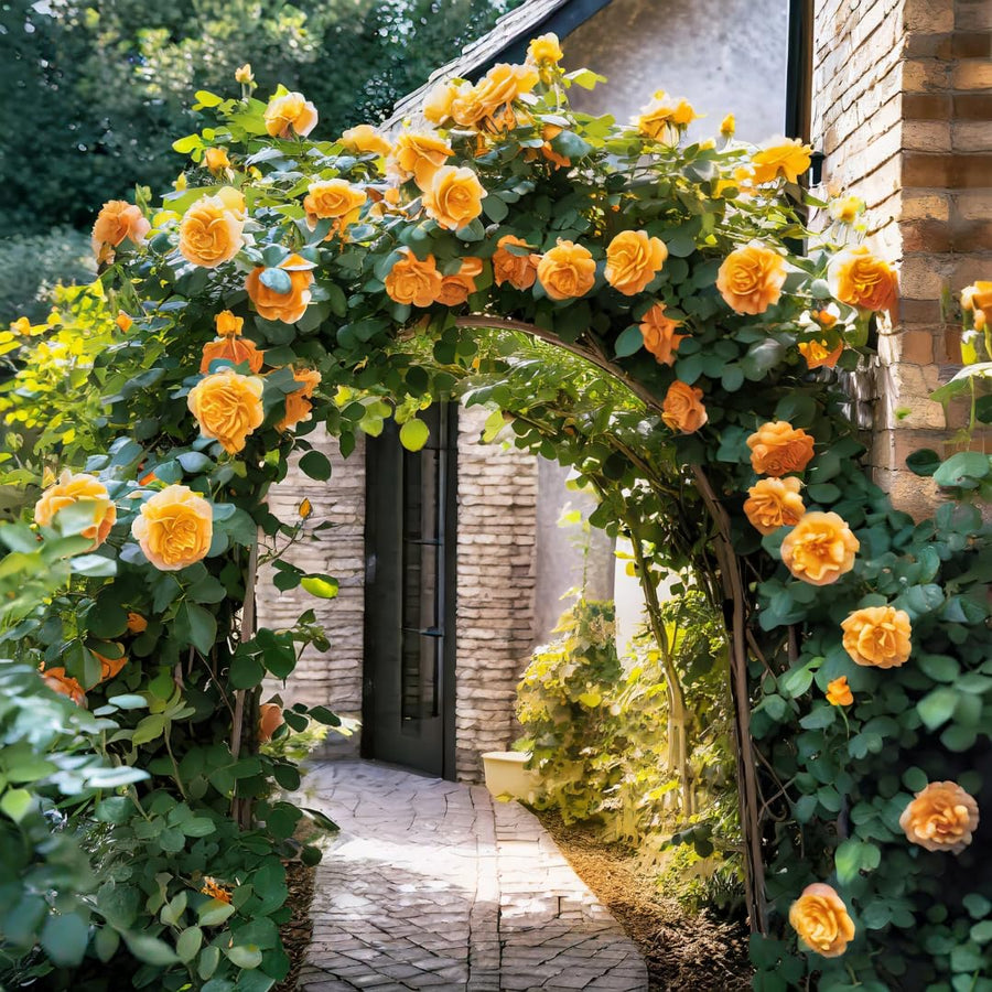 Sunrosa Rose Plant Live, Come Bare Root with Soil, No Leaves, 5 to 7 Inches (Yellow)