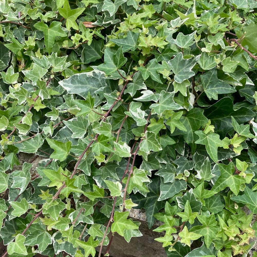 Variegated Ivy Live Plant in 6 Inch Pot, English Ivy Live Outdoor Indoor, Hardy Vine Plant Groundcover Houseplant