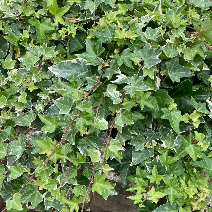Variegated Ivy Live Plant in 6 Inch Pot, English Ivy Live Outdoor Indoor, Hardy Vine Plant Groundcover Houseplant