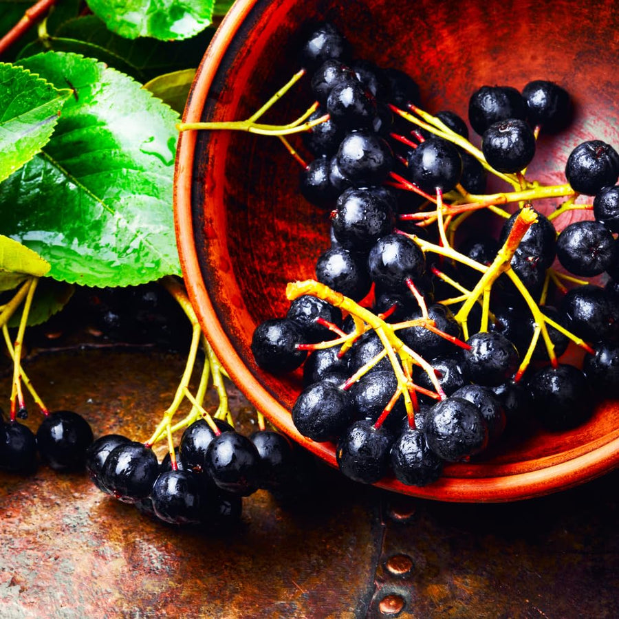 Set 2 Chokeberry Plant Live, Black Chokeberry Live Plant for Home Garden, 2-3 Years Old Bare Roots, Black Berries Shrub, 14 to 16 Inches Tall