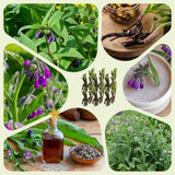 10 Live Comfrey Roots, Comfrey Rhizomes, 3-6 Inches Tall, Perennial Herb for Planting