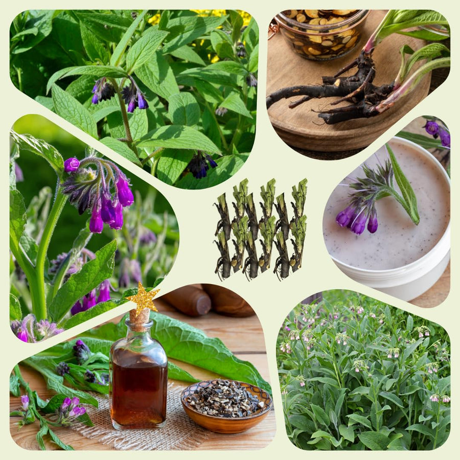 10 Live Comfrey Roots, Comfrey Rhizomes, 3-6 Inches Tall, Perennial Herb for Planting