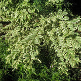 Pack 2 Variegated Beautyberry Plants Live, 4 Inch Tall, Rare Beautyberry Shrub Trees for Garden Borders, Yard, and Outdoor Planting