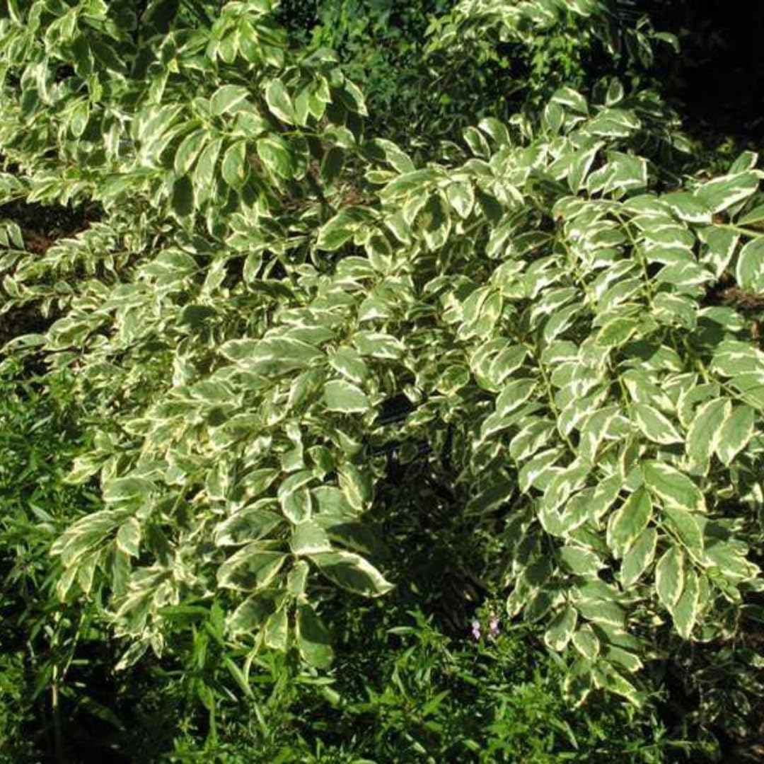 Pack 2 Variegated Beautyberry Plants Live, 4 Inch Tall, Rare Beautyberry Shrub Trees for Garden Borders, Yard, and Outdoor Planting