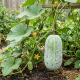 Winter Melon Live Plant in 4 Inches Pot, Wax Gourd Live Plant 4-8 Inches Tall, Home Garden Vegetable Plant for Outdoor Garden