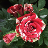 Mini Rose Bush, Miniature Rose Flowers in 3'' Pot, Compact Flowering Rose for Indoor Outdoor Gardens and Containers (Red Pink Roses)