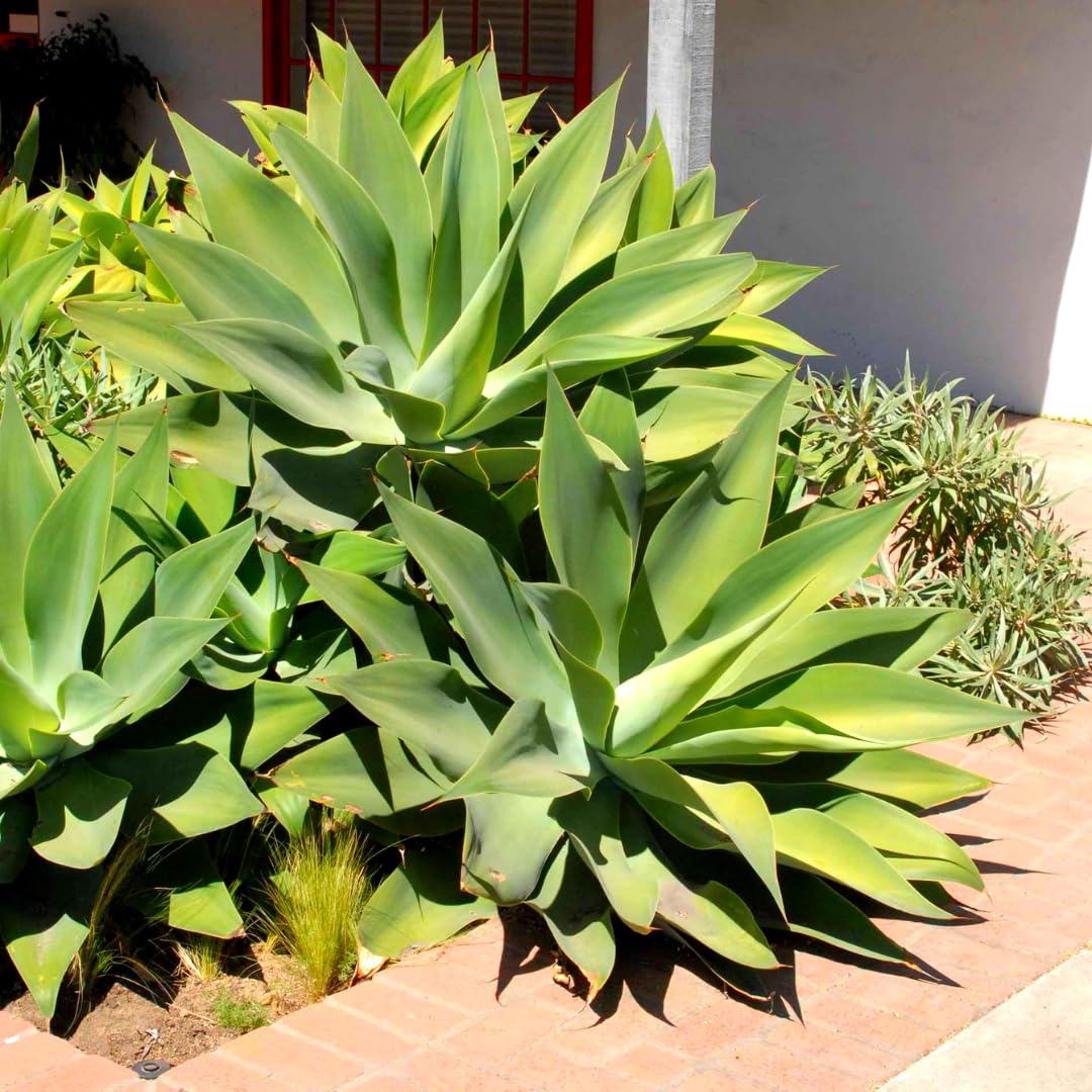Live Green Foxtail Agave Tree Live Plant, 1 Year Old 8" in Tall in 4" Pot for Outdoor Succulent Cactus, Very Hardy
