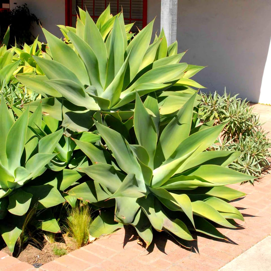 Large Foxtail Agave Plant Live, Green Agave Succulent Plant Cactus, 1 Year Old, 8" in Tall in 4" Pot for Outdoor, Very Hardy