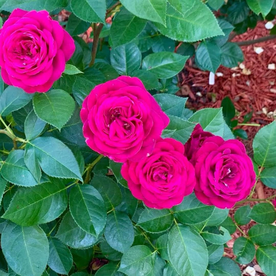 Hot Pink Climbing Rose Live Plant, Fragrant Rose Bush Ready to Plants, Zone 5 to 9, Size 3 to 7 Inches and Bare Root