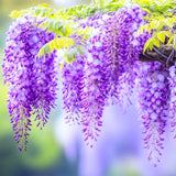 3 Purple Wisteria Trees Live Plants 6 to 12 Inch Height, Purple Wisteria Plant Live to Grow Your Garden, Wisteria Vine Live Plant, Fragrant Wisteria Flowers, in Pots