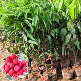 Sweet Lychee Tree Live Plant 9-12 Inch Tall, Half Gallon Pot, Sweet Lychee Plant Live, Tropical Litchi Fruit Tree
