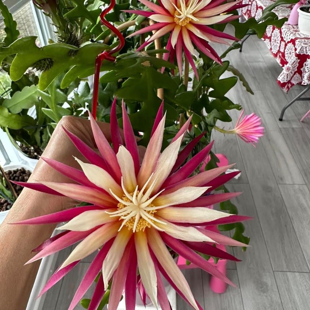 Pink Epiphyllum Orchid Cactus Plant, 4 Inc Potted, Fishbone Cactus Plant