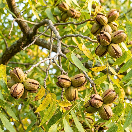 Pecan Tree Live Plants, Nut Plant, Pecan Tree Live for Planting, Bareroots 10 to 14 Inches Tall, Hardy Nut Seedling