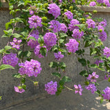2 Lantana Plants Live, Perennial Live Flowering Lantana, Container Growing 4-9 Inch Tall