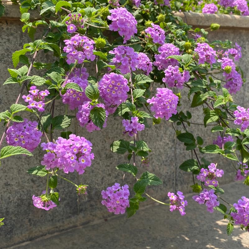 2 Lantana Plants Live, Perennial Live Flowering Lantana, Container Growing 4-9 Inch Tall