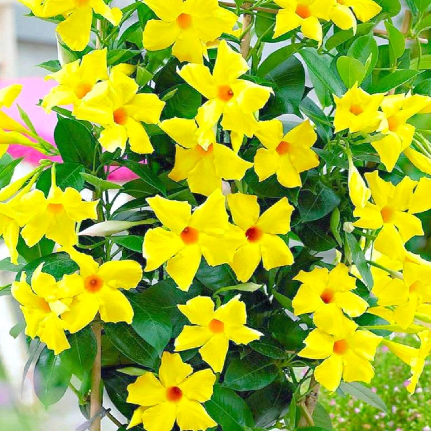 2 Mandevilla Plants Live, Mandevilla Tropical Plant, Yellow Mandevilla Plants, 5 to 6 Inc in Height Live Plant, Indoor or Outdoor