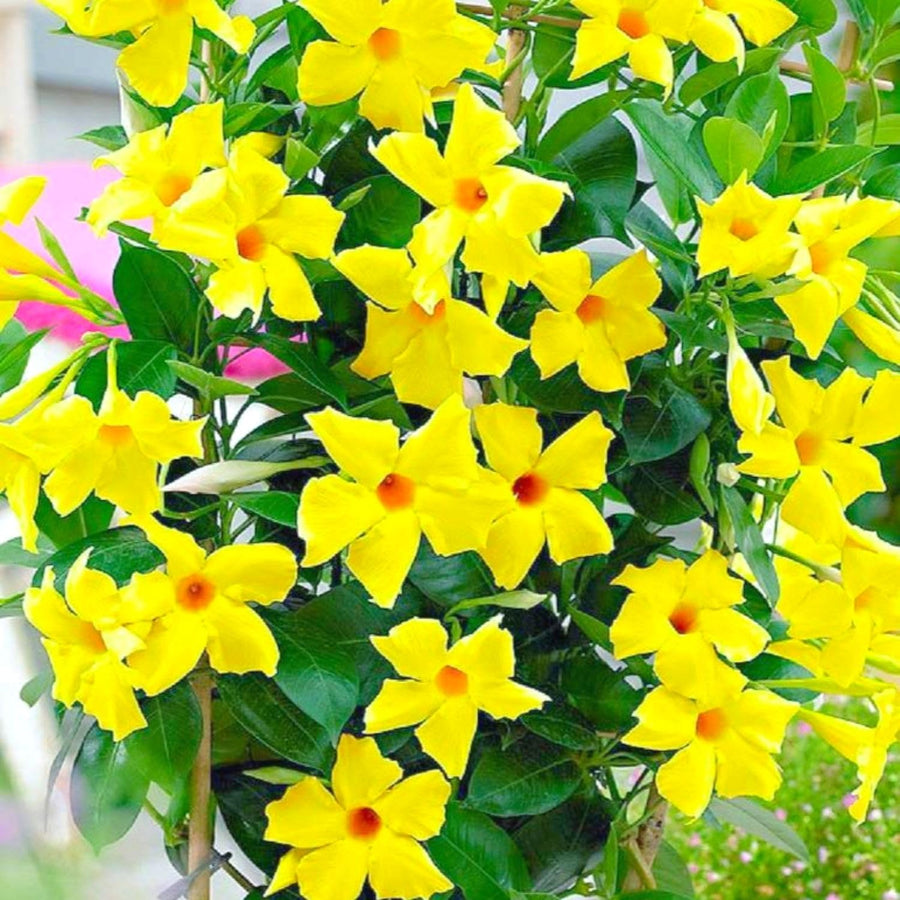 2 Mandevilla Plants Live, Mandevilla Tropical Plant, Yellow Mandevilla Plants, 5 to 6 Inc in Height Live Plant, Indoor or Outdoor