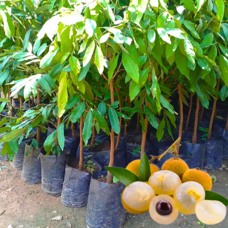 Tropical Longan Tree Live Plant, 1 Year Old Tree, 8-10 Inches Tall in 4 Inch Pot, Well-Rooted Fast-Growing Fruit Tree for Zones 9-11 Outdoor Spring Planting