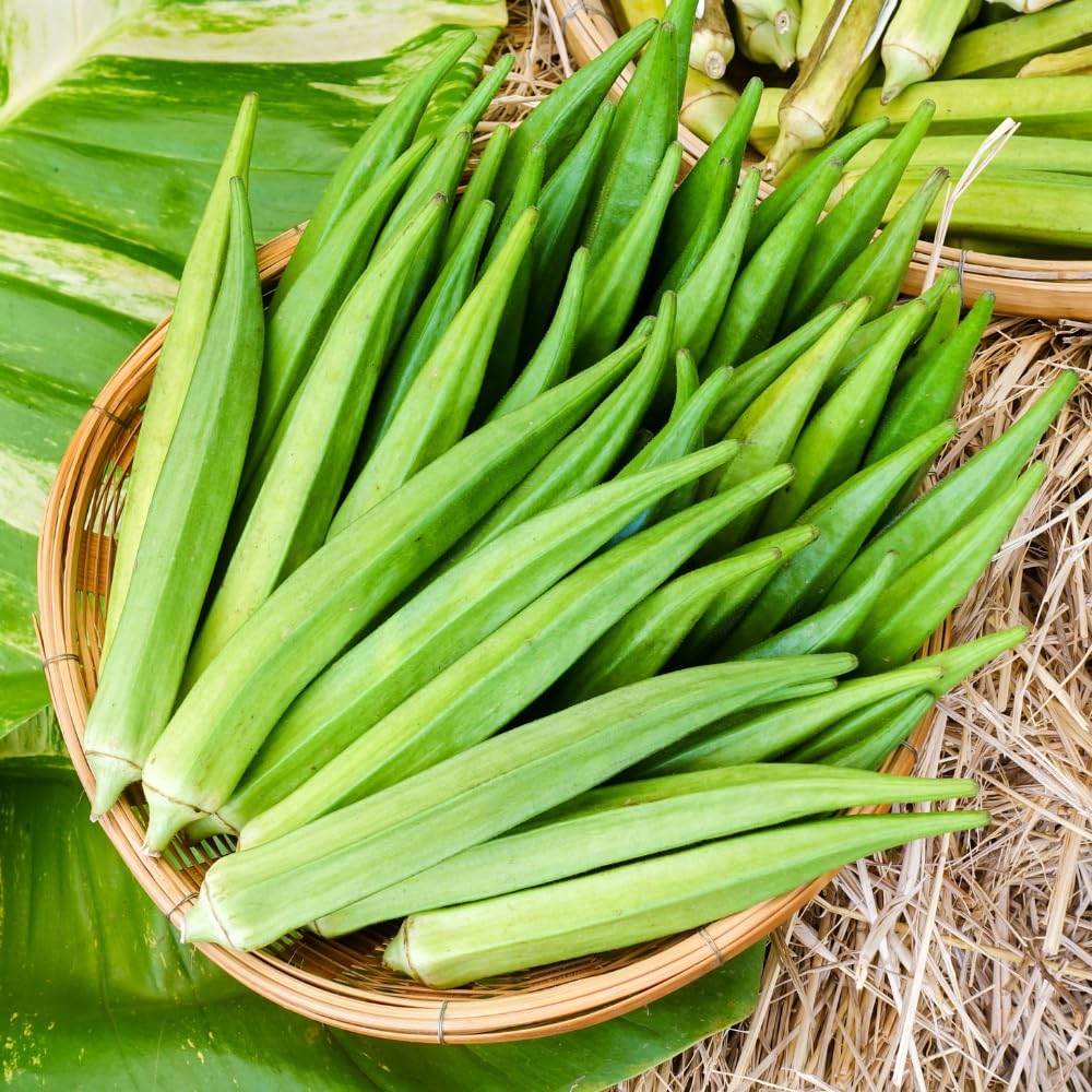 Okra Live Plant in 4" Pot, Okra Seedling from 3-5 Inches Tall, Edible Vegetable Plant for Outdoor Growing, Backyard Gardens and Raised Beds, 2PPP