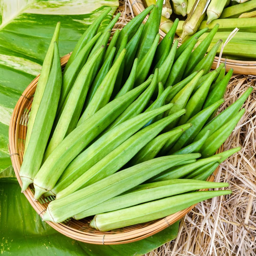 Okra Live Plant in 4" Pot, Okra Seedling from 3-5 Inches Tall, Edible Vegetable Plant for Outdoor Growing, Backyard Gardens and Raised Beds, 2PPP