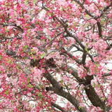Pink Dogwood Tree Plant Live, Flowering Dogwood Plant 6-12 Inches Tall in Quart Pot, Hardy Ornamental Tree for Outdoor Garden