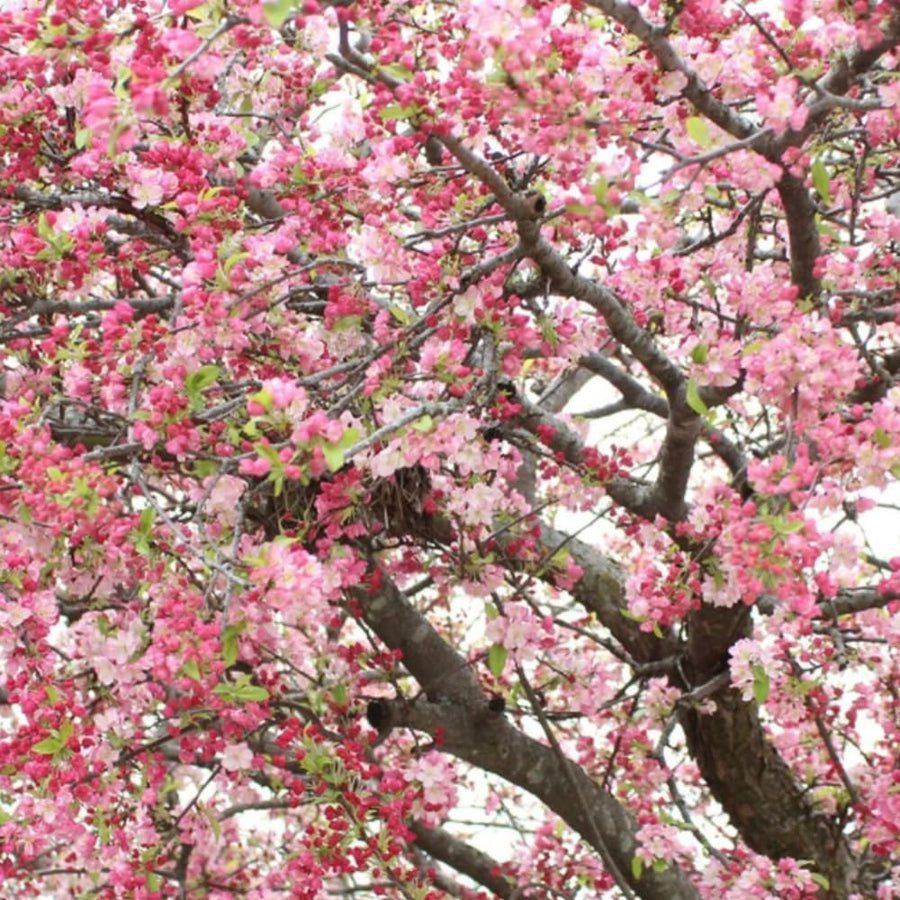 Pink Dogwood Tree Plant Live, Flowering Dogwood Plant 6-12 Inches Tall in Quart Pot, Hardy Ornamental Tree for Outdoor Garden