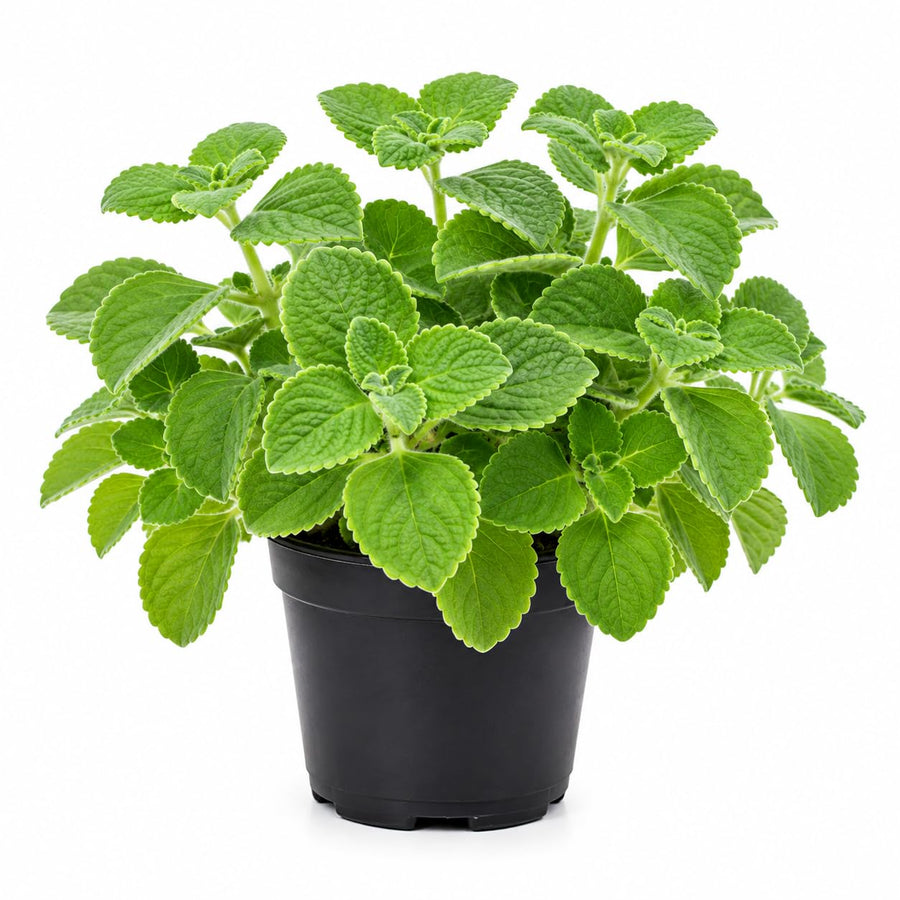 Green Swedish Ivy Live Plants in 4'' Pot, Hardy Ivy Vine Plant for Trellis, Ground Cover, Live Indoor Houseplants