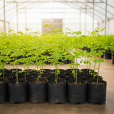 Moringa Tree Live Plant in 4'' Pot, Moringa Tree Seedlings, Drumstick Horseradish Tree, Outdoor or Container Planting, 4-7 Inches Plant